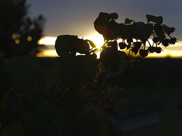 Himbeeren