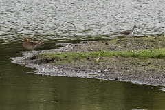Greenshank