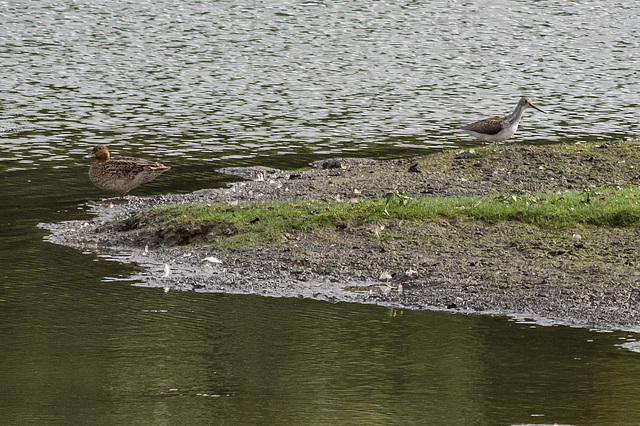 Greenshank