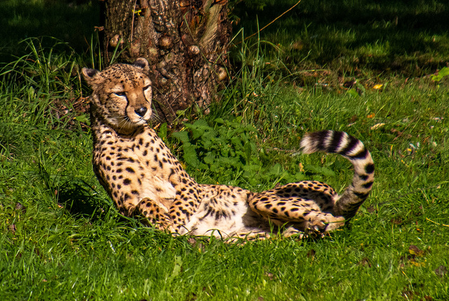 Cheetah