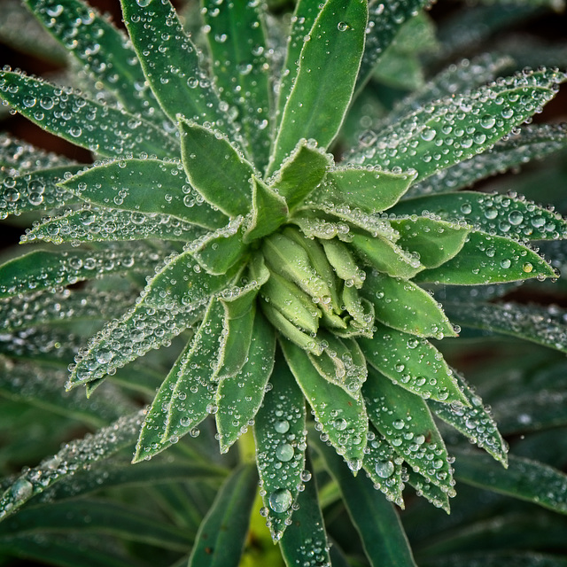 After the Rain........Euphorbia Leaves