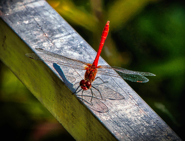 Blutrote Heidelibelle