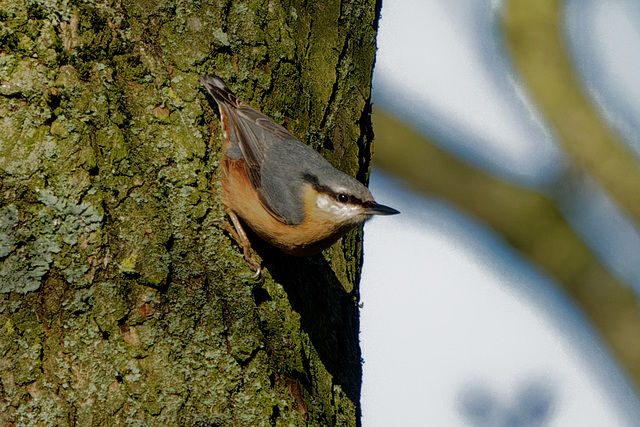 Nuthatch