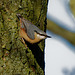 Nuthatch