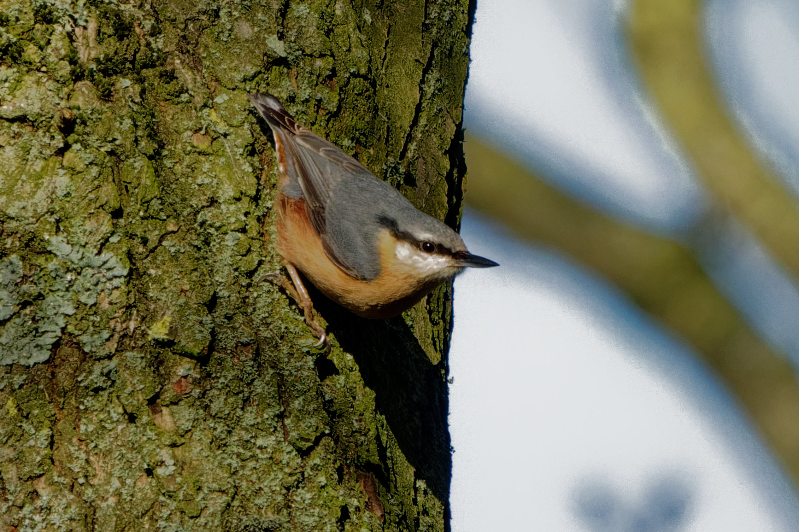 Nuthatch