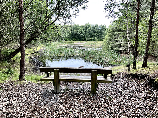 Seat with a view: Culbin Sands, the Gravel Pit Pond