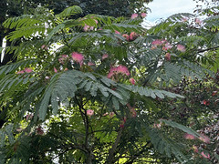 Mimosa