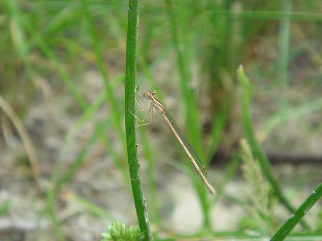 Common Winter Damselfly f (Sympecma fusca) 08-06-2010