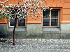 Flowering tree