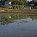 Rice field has been flooded