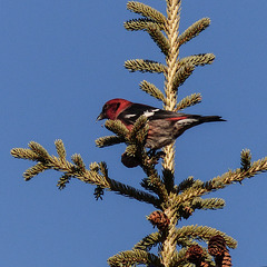 White-winged Crossbill / Loxia leucoptera