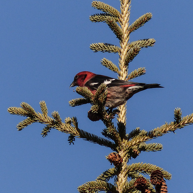 White-winged Crossbill / Loxia leucoptera