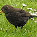 20170419 0478CPw [D~LIP] Amsel, [Schwarzdrosel} [m], UWZ, Bad Salzuflen