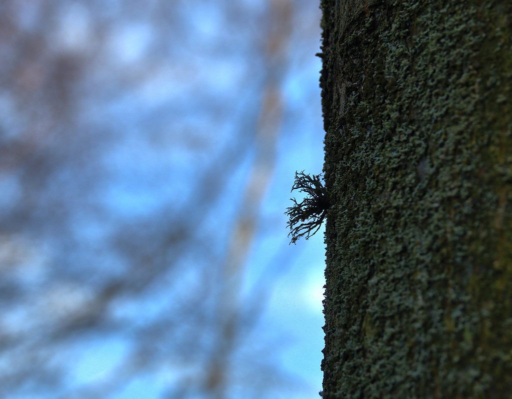 Lichen