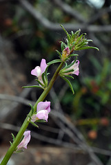 Misopates orontium, Lamiales