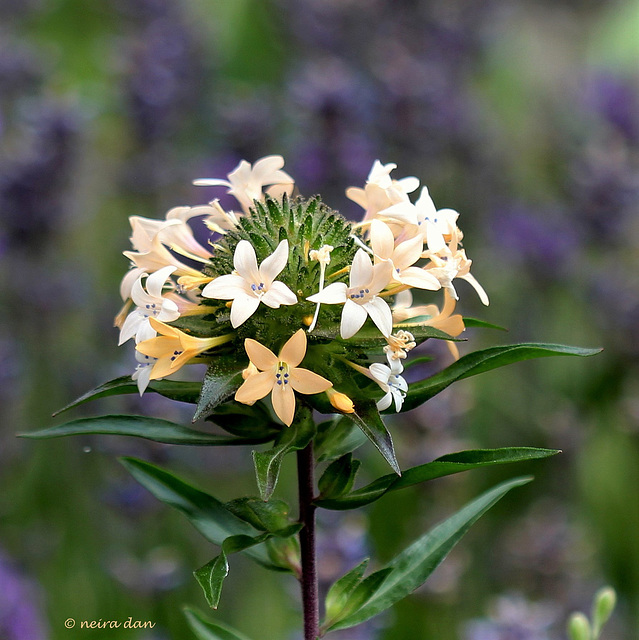 Collomia grandiflora (3)