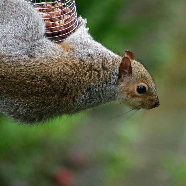 Grey squirrel