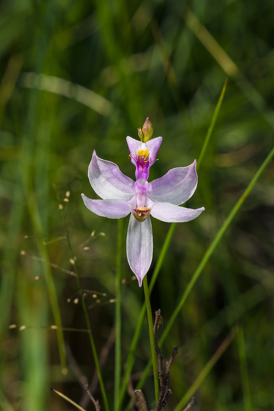 Calopogon pallidus (Pale Grass-pink orchid)