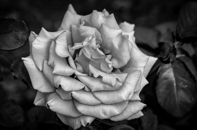 Rose in B&W