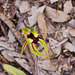 spider orchid in the scrub