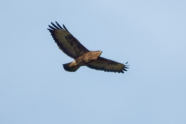 Buzzard