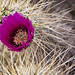 Hedgehog cactus blossom