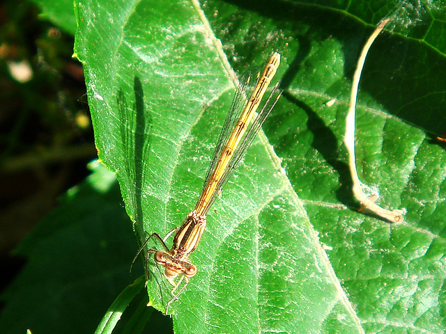 Common Winter Damselfly f (Sympecma fusca) 07-06-2010