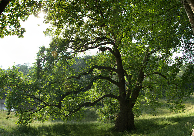 arbre tricentenaire, Cerisy