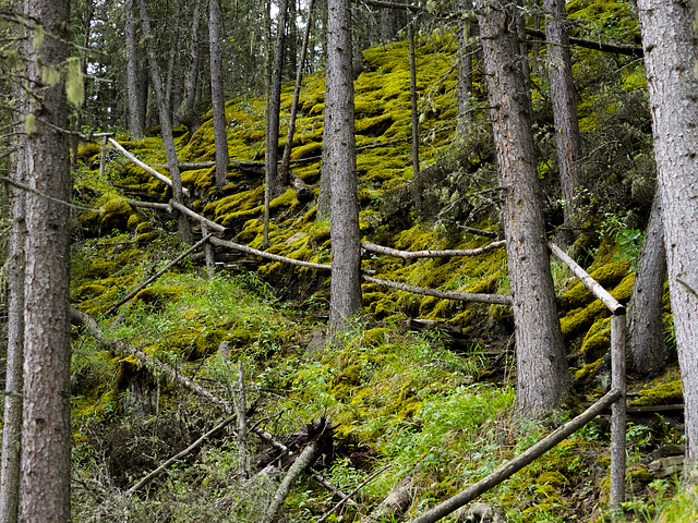 Fence or Fallen Logs?