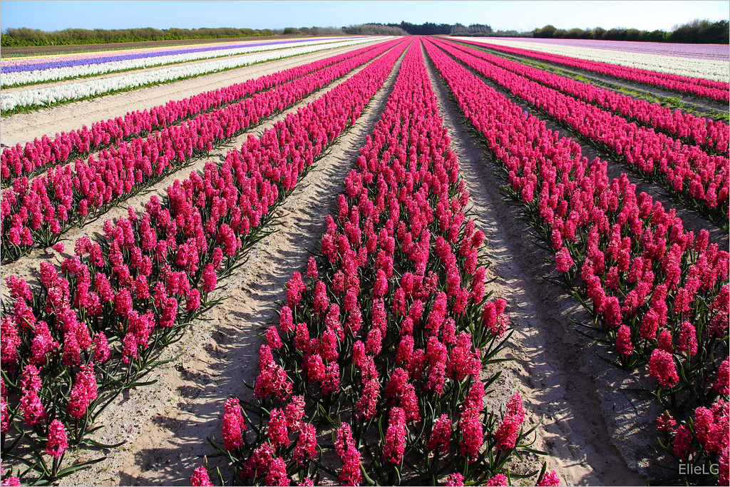 pays bigouden, les champs de jacinthes