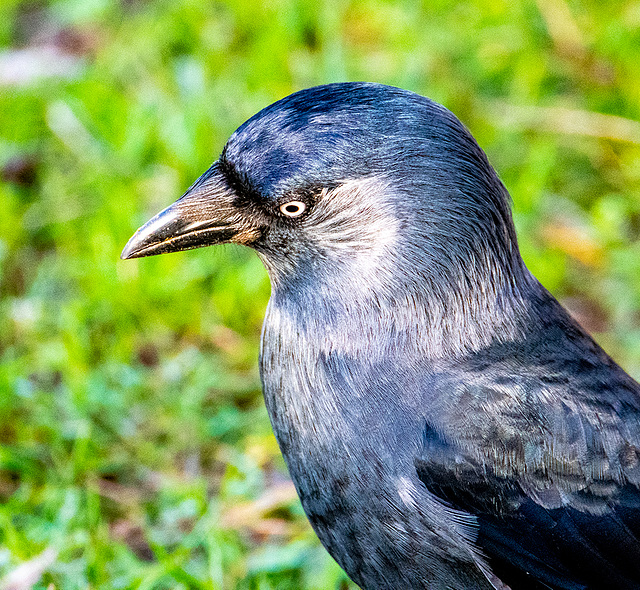 Jackdaw