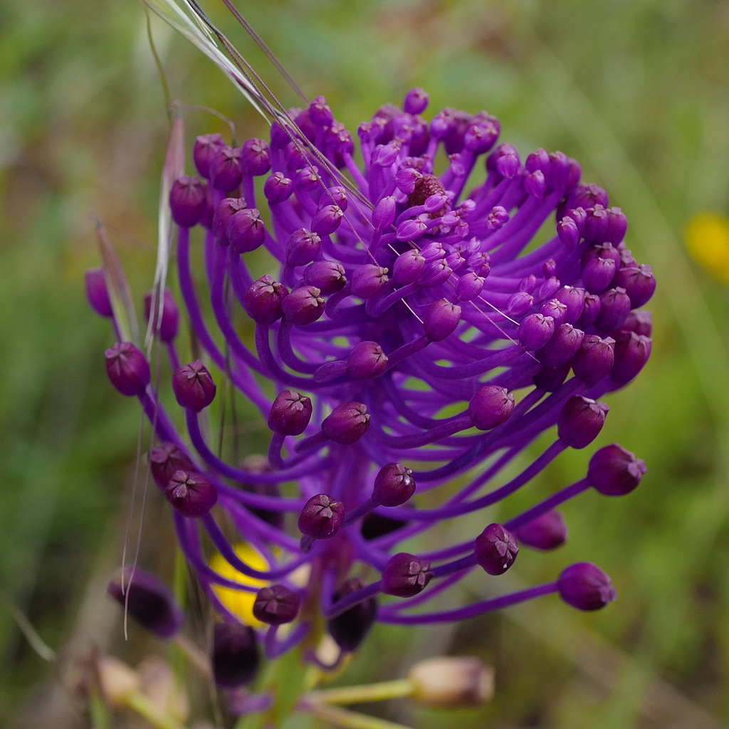 Muscari comosum, Jacintos de uva, Asparagales