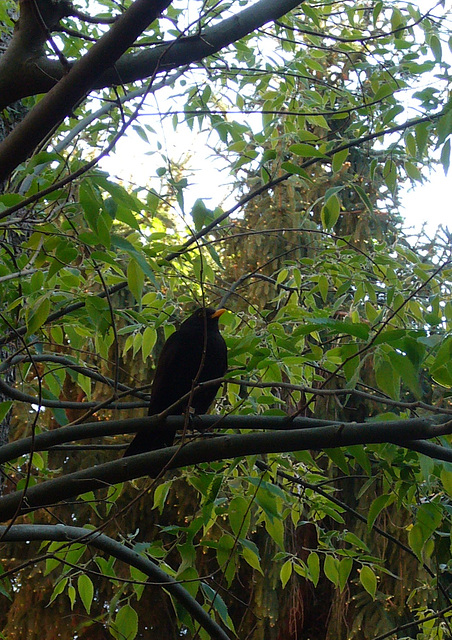 Papa Blackbird