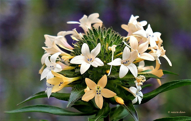 Collomia grandiflora (4)