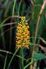 Platanthera cristata (Crested Fringed orchid)