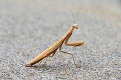 Praying Mantis