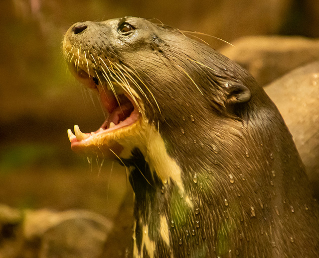 Giant otter