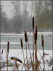 cattail  on ice