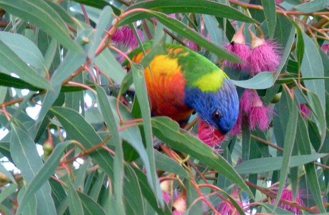 rainbow lorikeet