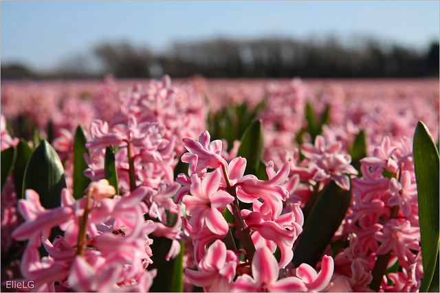 pays bigouden, les champs de jacinthes