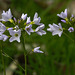 20170419 0480CPw [D~LIP]  Wiesen-Schaumkraut (Cardamine pratensis), UWZ, Bad Salzuflen