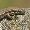 Mauerdrache