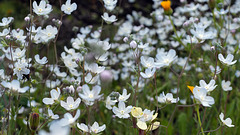 Omphalodes linifolia, Boraginaceae