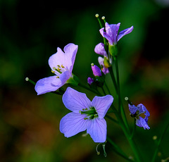 Cardamine des prés