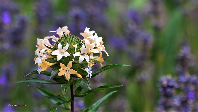 Collomia grandiflora