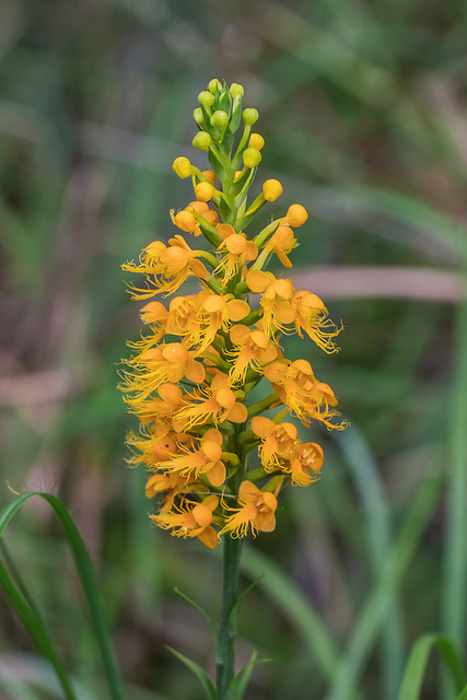 Platanthera cristata (Crested Fringed orchid)