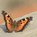 California Tortoiseshell