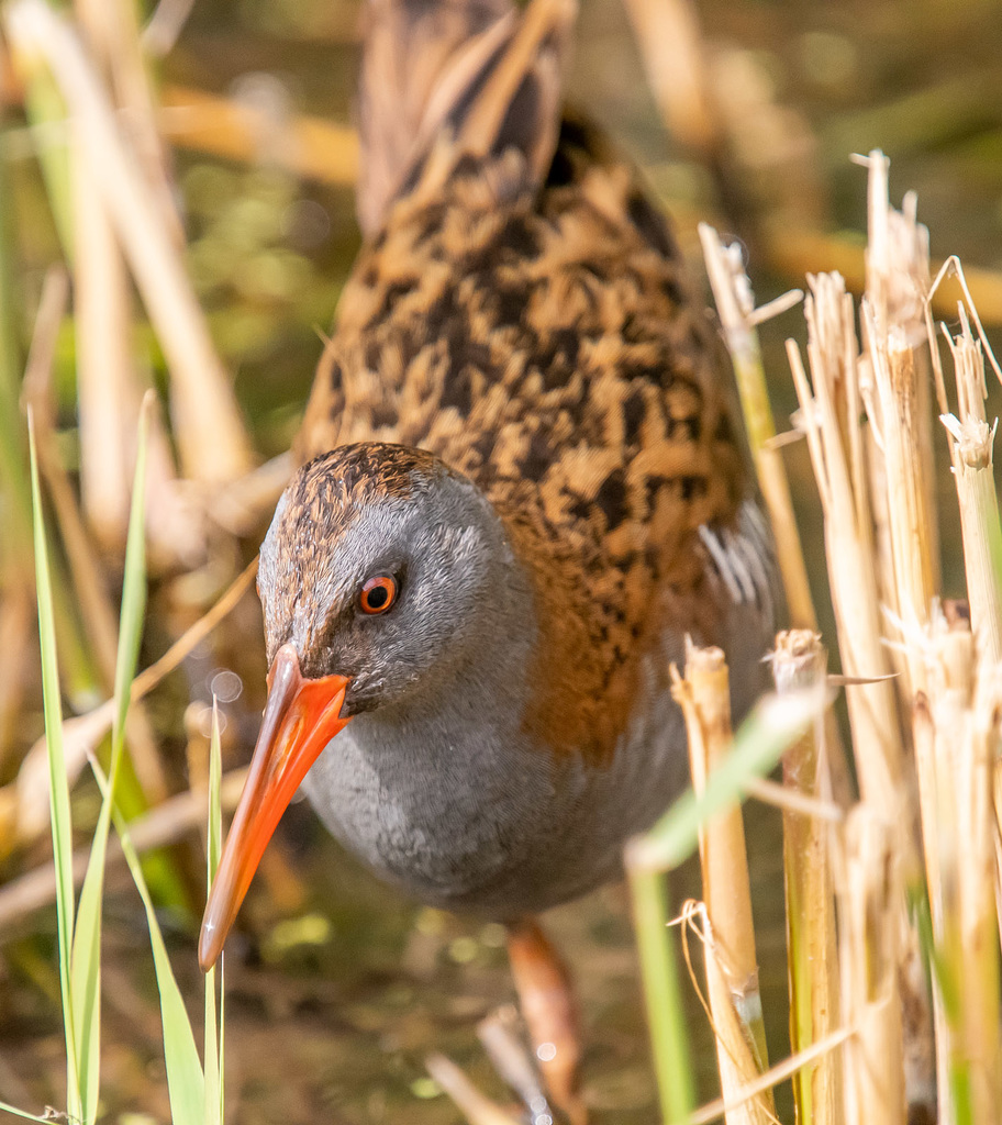 Water rail