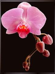 Orchid... ©UdoSm