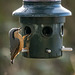 Nuthatch